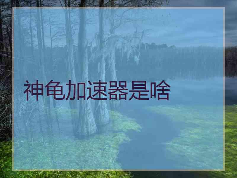 神龟加速器是啥