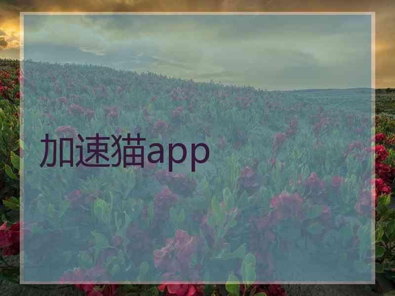 加速猫app
